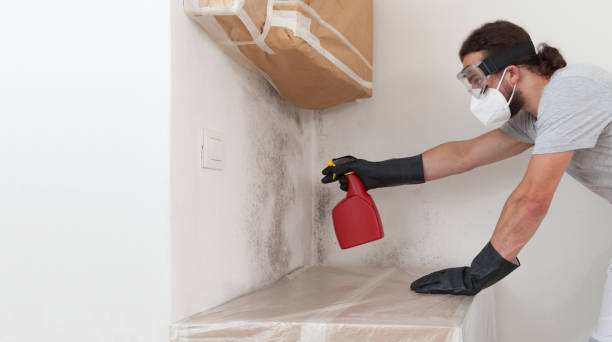 Basement Mold Remediation treatment on basement walls in Bear Creek